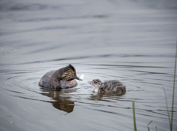 View of a duck swimming in lake