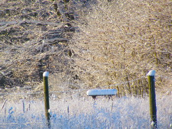 Trees on field