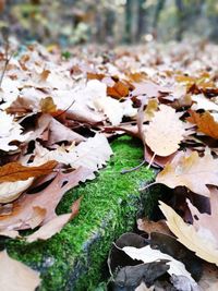 Close-up of mushrooms growing on autumn leaves