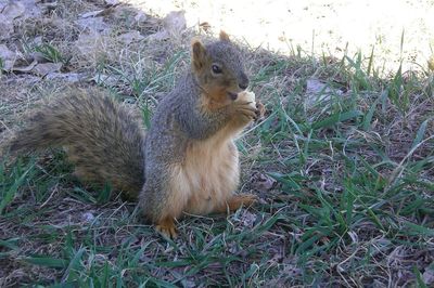 Squirrel on field