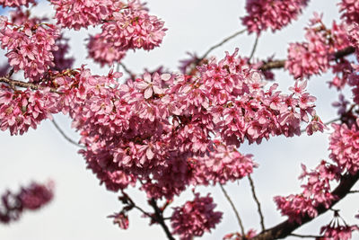 Low angle view of pink cherry blossom