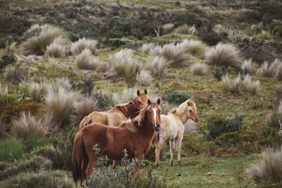 Sheep grazing on grassy field