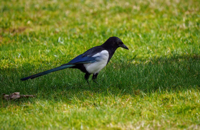 Side view of a bird on field