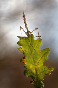 Close-up of insect on plant