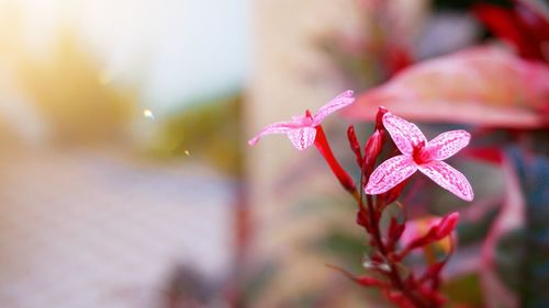 Close-up of pink flowering plant