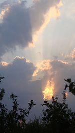 Low angle view of silhouette trees against sky during sunset