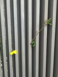 Close-up of yellow flowering plant against wall