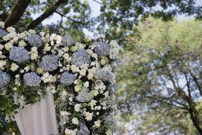 Low angle view of white flowering plants on tree