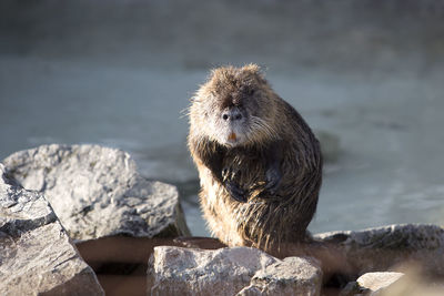 Close-up of meerkat