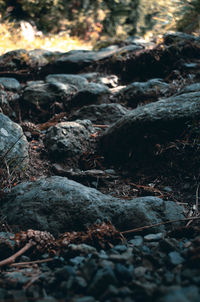 Close-up of rocks in forest