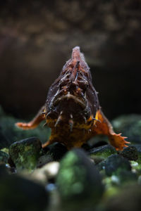 Close-up of crab in sea