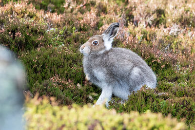 Side view of rabbit on field