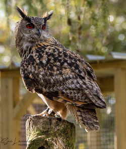 Close-up of owl perching on wooden post
