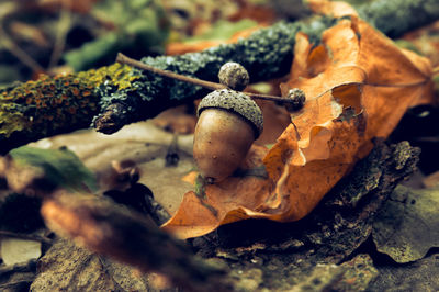 Close-up of mushrooms on dry leaves