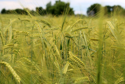 Close-up of barley growing on a field