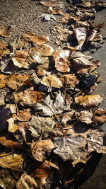 Full frame shot of leaves