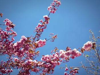 Low angle view of pink flowers blooming on tree