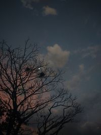 Low angle view of silhouette bare tree against sky