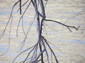 Close-up of tree against sky