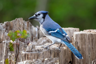 Close-up of bird perching on wooden post