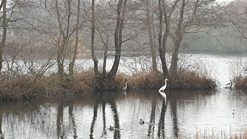 View of birds in lake