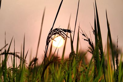 Close-up of wheat growing on field