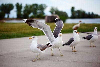 Seagulls on footpath