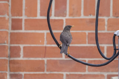 Close-up of bird perching on wall