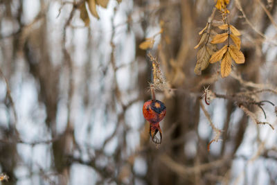 Close-up of butterfly perching on tree