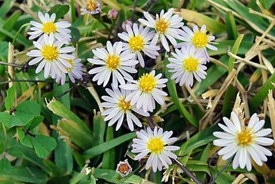 Close-up of white daisy flowers blooming in field