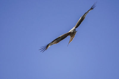 Low angle view of eagle flying against clear blue sky