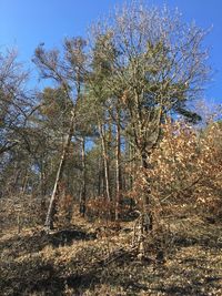 Low angle view of trees on field against sky