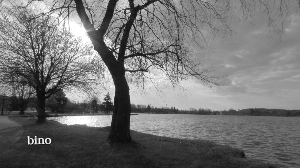 Spring Time Morning Light Back To It Trees Still Bare Moody Atmosphere Strong Winds Reflection Black And White Collection  Lake Cadillac Pure Michigan