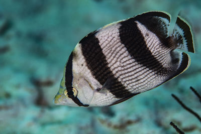 Close-up of fish swimming in sea