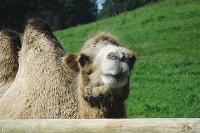 Close-up portrait of camel