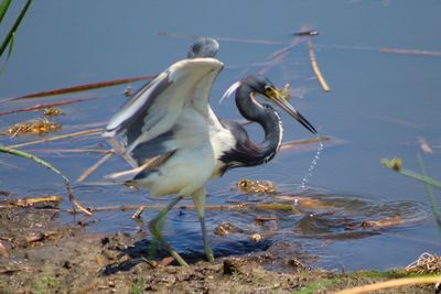 Birds perching on a lake