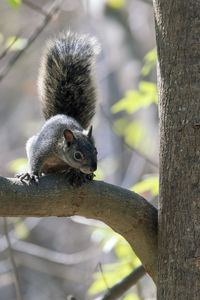 Close-up of squirrel on tree trunk