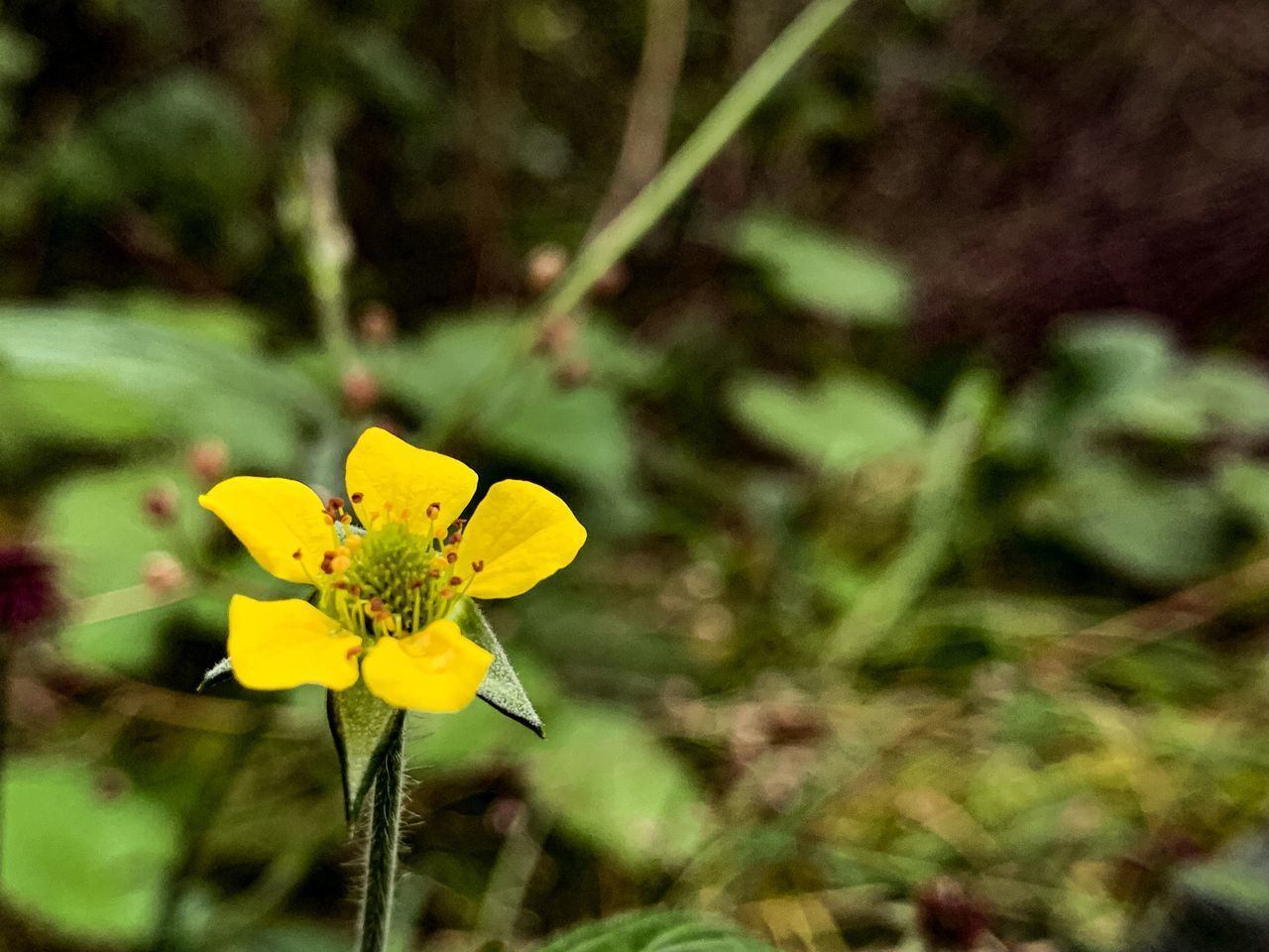 CLOSE-UP OF YELLOW FLOWER