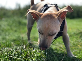 Close-up of a dog on field