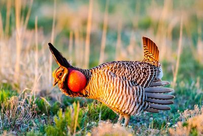 Beautiful paraire chicken animal