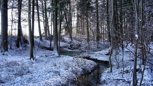 Trees in forest during winter