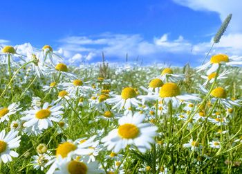 Close-up of fresh yellow cosmos flowers blooming in field