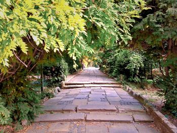 Narrow pathway along trees