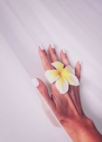 Close-up of hand holding flowering plant