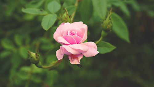 Close-up of pink rose