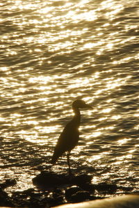 View of birds in water