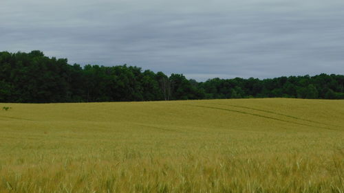 Scenic view of agricultural field against sky
