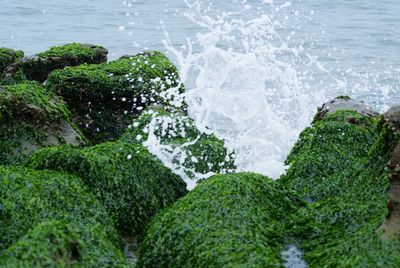 Wave splashing on moss covered rocks