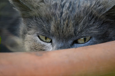 Close-up portrait of cat