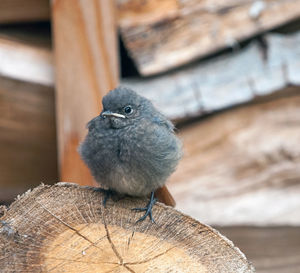 Close-up of bird perching on wood